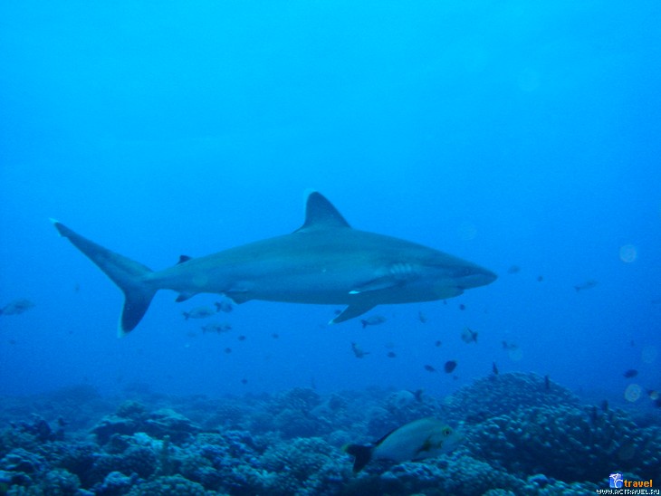    (. White-tipped reef shark, . Triaenodon obesus).    ( )