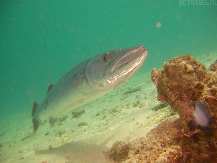 .  Mataking The Reef Dive Resort,  ,  , 