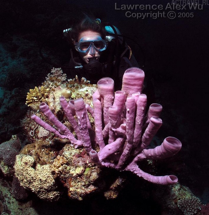 .  Mataking The Reef Dive Resort,  ,  , 