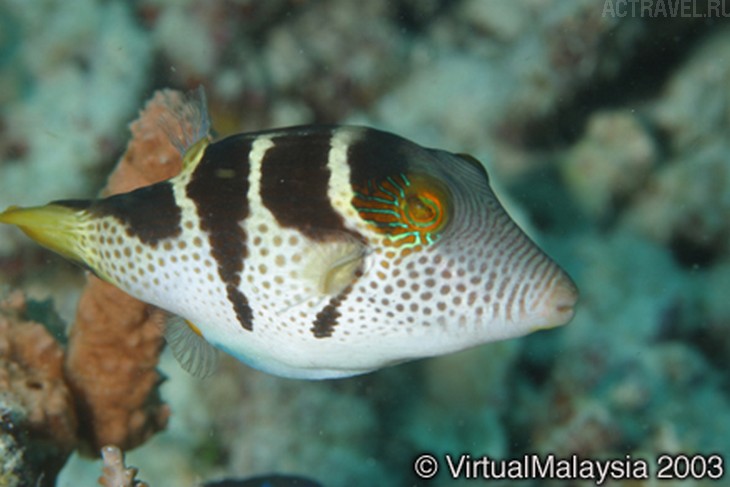 .  Mataking The Reef Dive Resort,  ,  , 