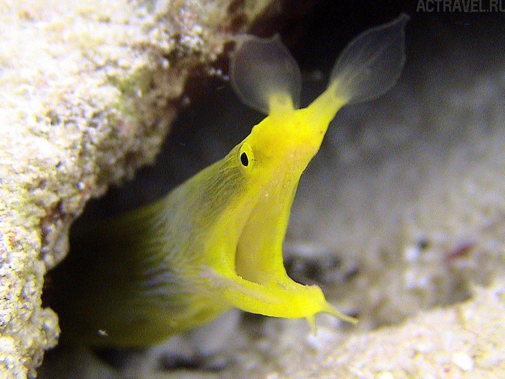 .  Mataking The Reef Dive Resort,  ,  , 