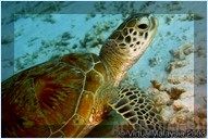 .  Mataking The Reef Dive Resort,  ,  , 