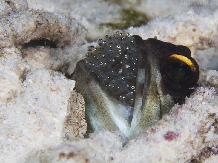 .  Mataking The Reef Dive Resort,  ,  , 