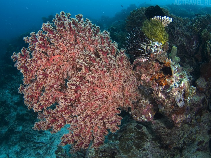 .  Mataking The Reef Dive Resort,  ,  , 