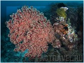 .  Mataking The Reef Dive Resort,  ,  , 