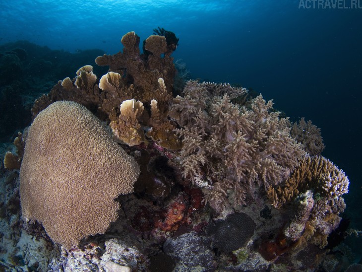 .  Mataking The Reef Dive Resort,  ,  , 