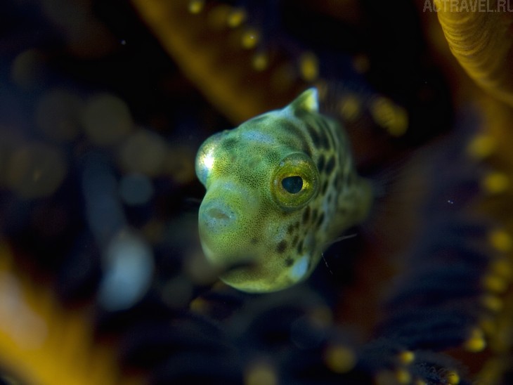 .  Mataking The Reef Dive Resort,  ,  , 