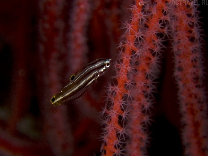 .  Mataking The Reef Dive Resort,  ,  , 