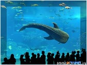      -  ,   . , , Okinawa Churaumi Aquarium