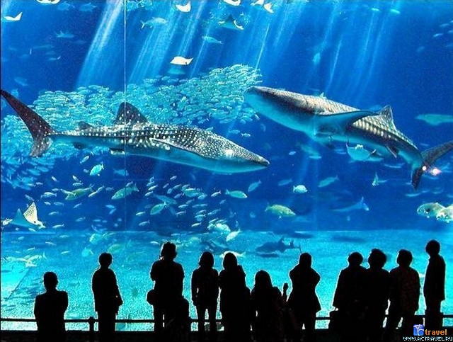   . , , Okinawa Churaumi Aquarium