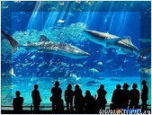   . , , Okinawa Churaumi Aquarium