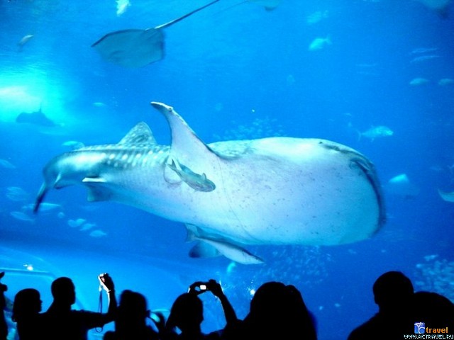   . , , Okinawa Churaumi Aquarium