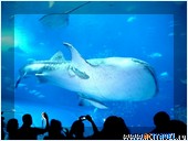   . , , Okinawa Churaumi Aquarium