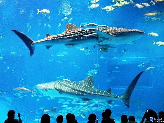   . , , Okinawa Churaumi Aquarium