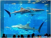   . , , Okinawa Churaumi Aquarium