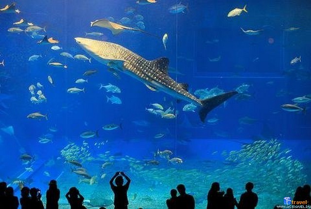   . , , Okinawa Churaumi Aquarium