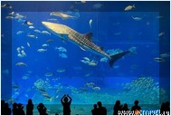   . , , Okinawa Churaumi Aquarium