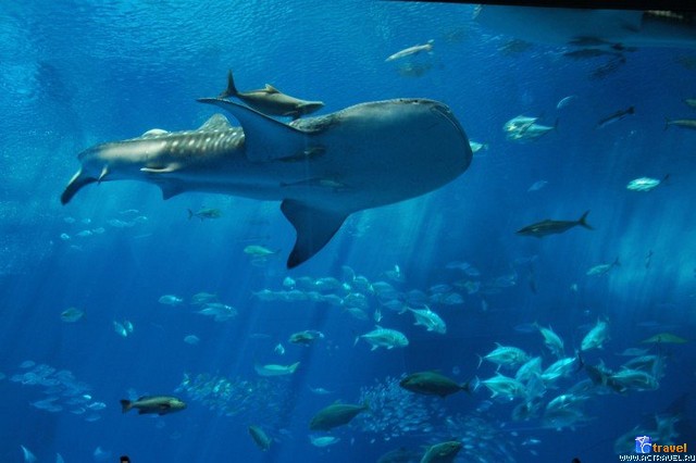   . , , Okinawa Churaumi Aquarium