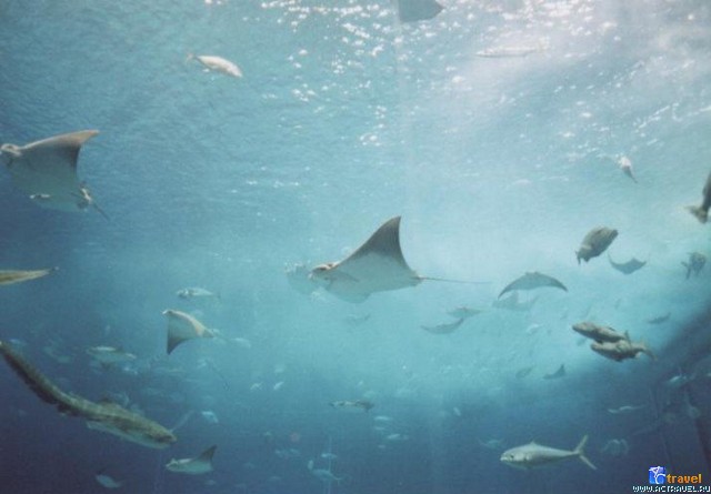 .   . , , Okinawa Churaumi Aquarium