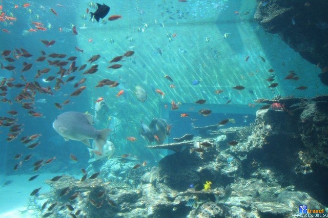   . , , Okinawa Churaumi Aquarium