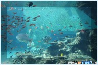   . , , Okinawa Churaumi Aquarium