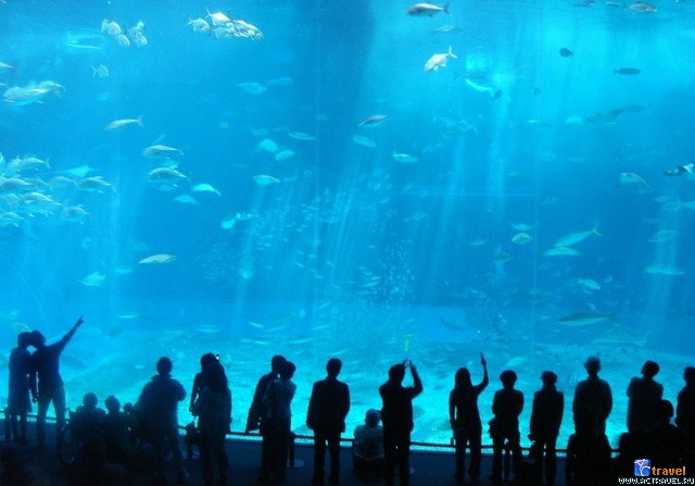   . , , Okinawa Churaumi Aquarium