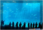   . , , Okinawa Churaumi Aquarium