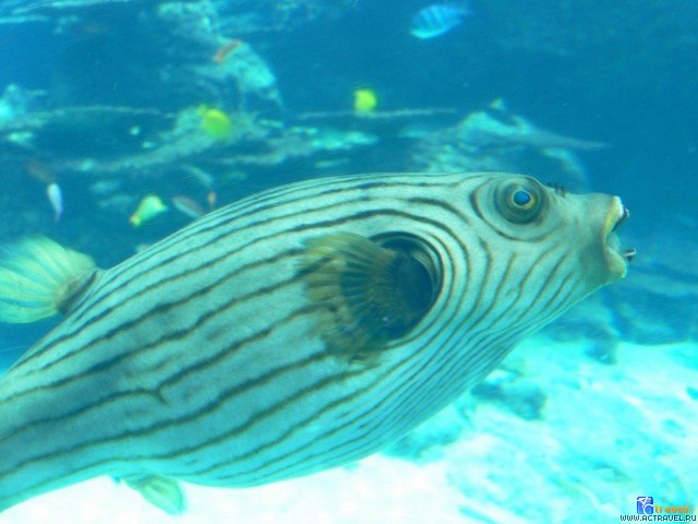   . , , Okinawa Churaumi Aquarium