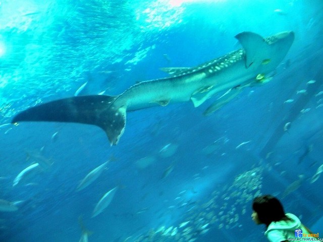   . , , Okinawa Churaumi Aquarium