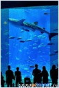   . , , Okinawa Churaumi Aquarium