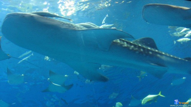   . , , Okinawa Churaumi Aquarium