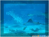   . , , Okinawa Churaumi Aquarium