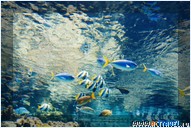   . , , Okinawa Churaumi Aquarium