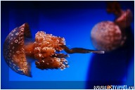   . , , Okinawa Churaumi Aquarium