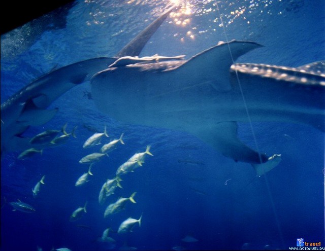   . , , Okinawa Churaumi Aquarium