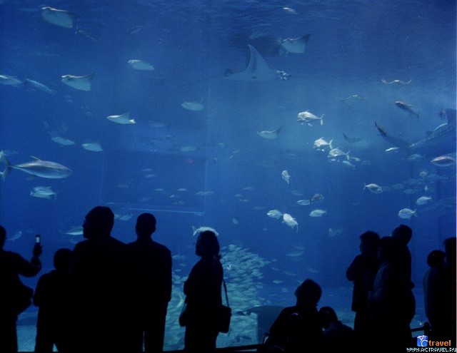   . , , Okinawa Churaumi Aquarium