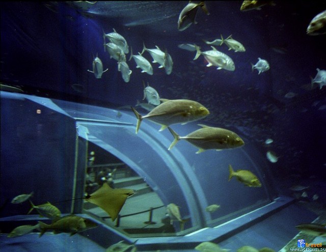   . , , Okinawa Churaumi Aquarium