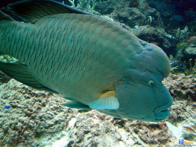   . , , Okinawa Churaumi Aquarium