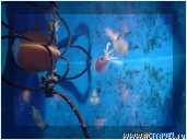   . , , Okinawa Churaumi Aquarium