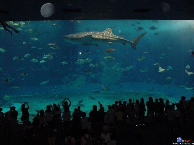   . , , Okinawa Churaumi Aquarium