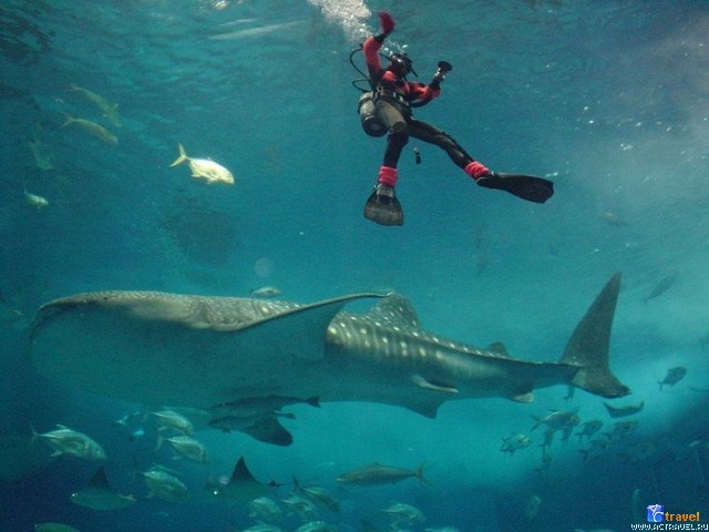   . , , Okinawa Churaumi Aquarium