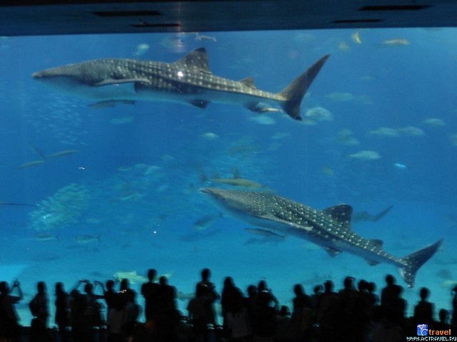   . , , Okinawa Churaumi Aquarium