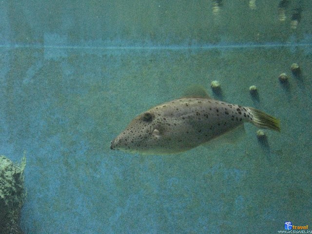   . , , Okinawa Churaumi Aquarium