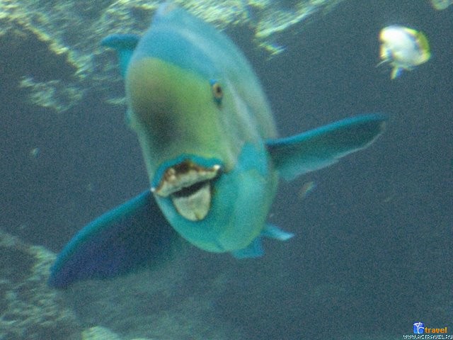   . , , Okinawa Churaumi Aquarium