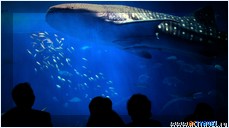   . , , Okinawa Churaumi Aquarium