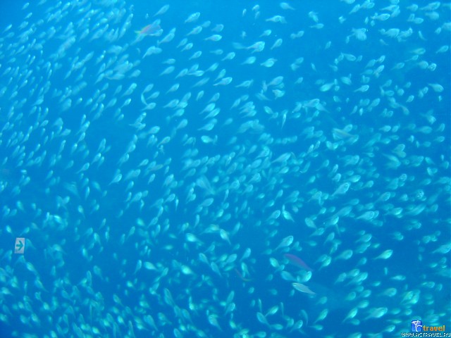   . , , Okinawa Churaumi Aquarium