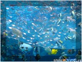   . , , Okinawa Churaumi Aquarium