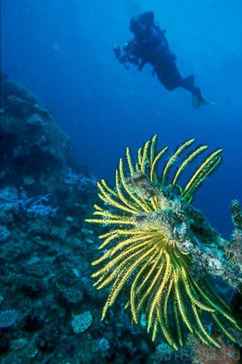  Yasawa Island Resort and Spa, 